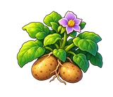 Stone Potato